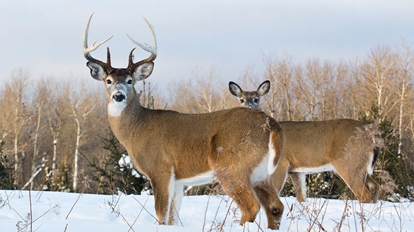 Tracking Whitetail Deer in Maine