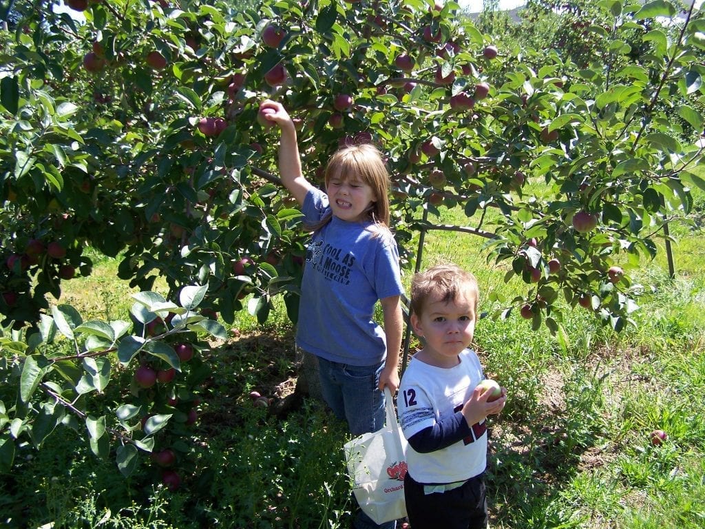 Maine apple orchards are a great day trip!