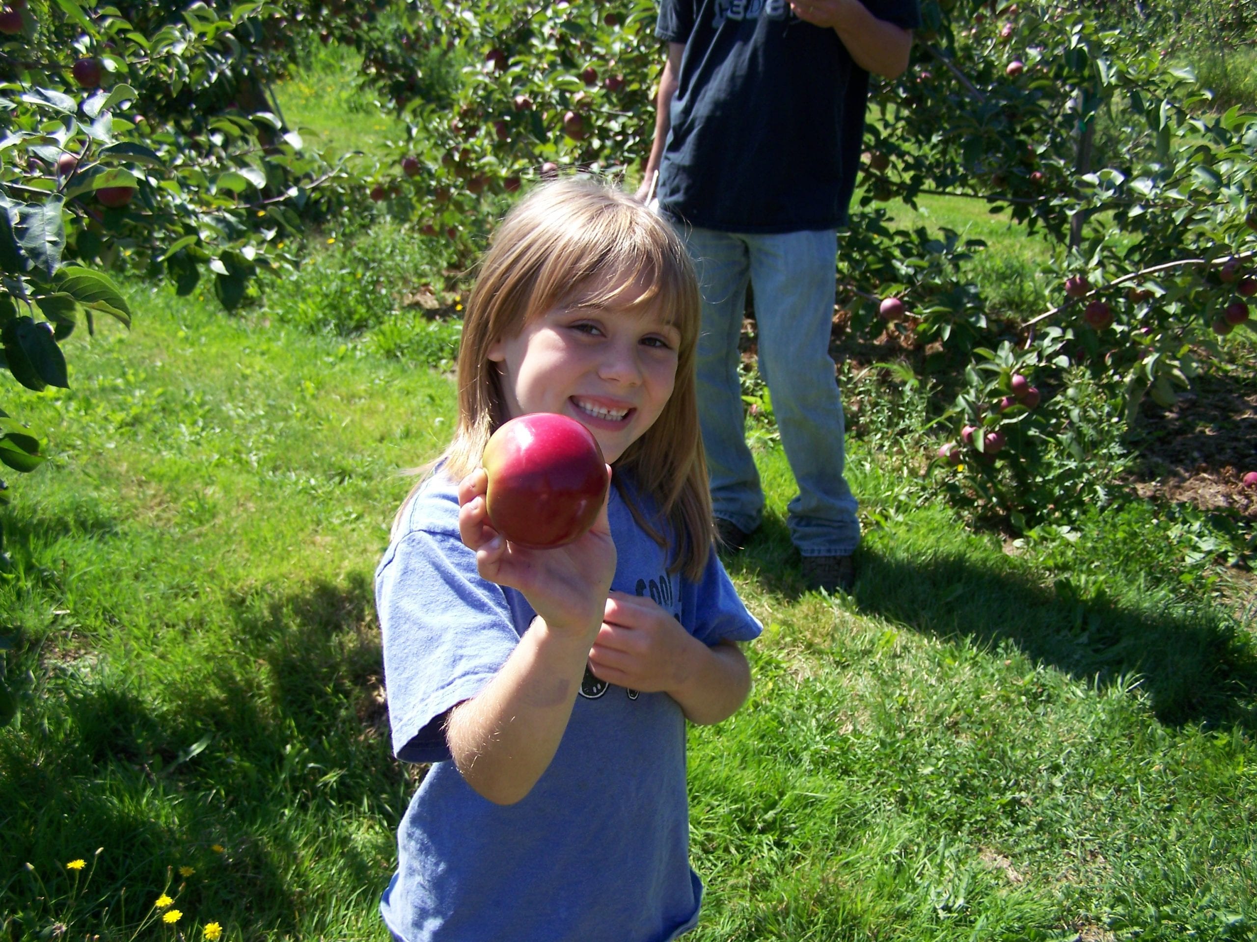 Where to Pick Apples in Maine for the 2017 Season