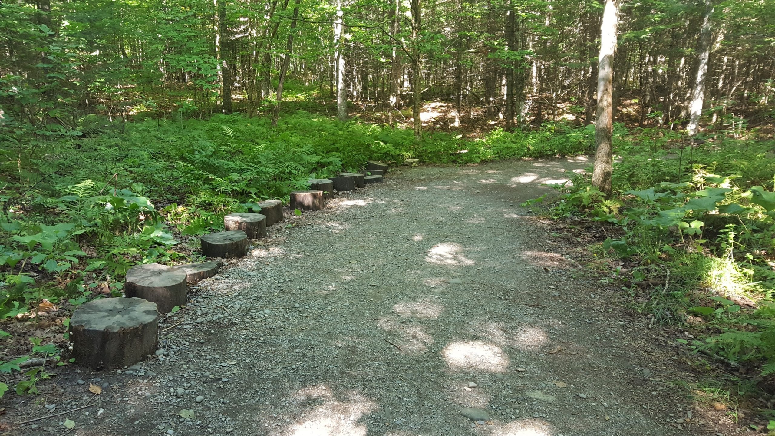 This is what a majority of the trail looks like on the way to Moxie Falls. Wide, flat, and well-maintained.