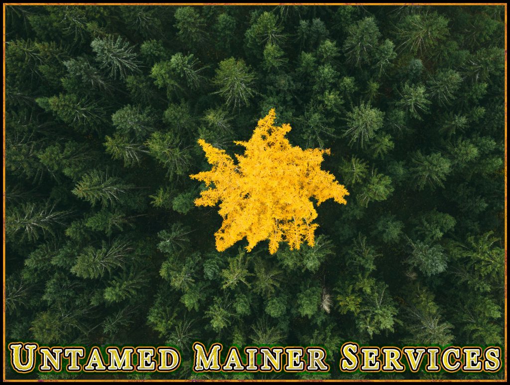 Untamed Mainer Services- Stand out from the rest.