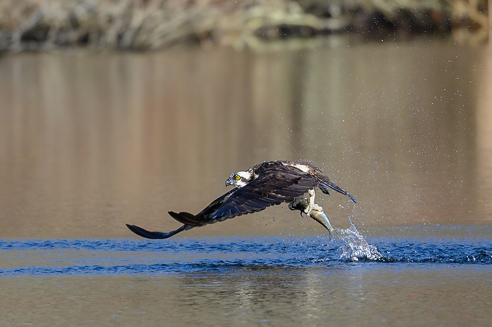 An osprey catches a fish during the Maine alewife run.