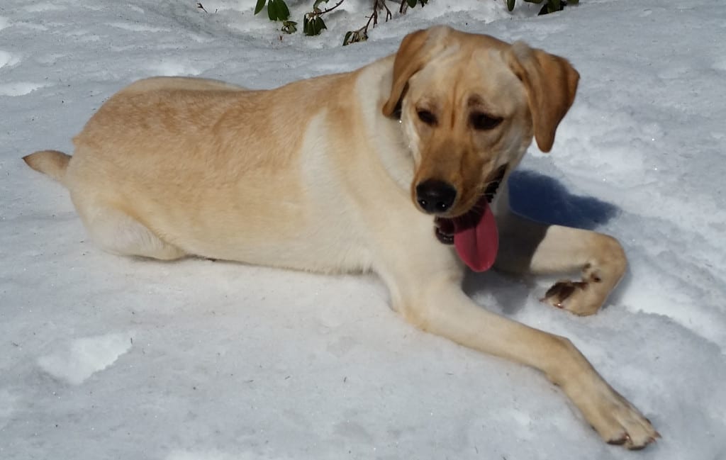 Maine Dog Parks Listed By County » UNTAMED Mainer