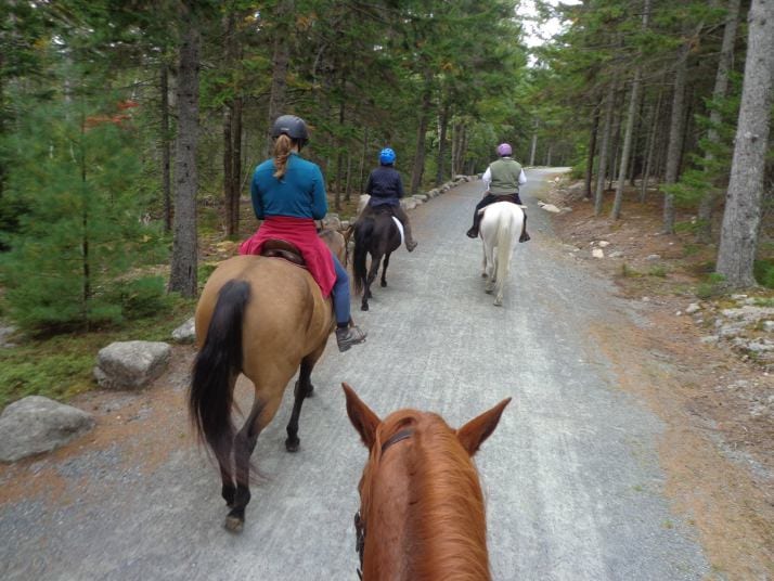 Riding Horses in Acadia