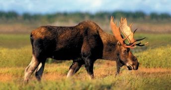 Time to Apply for the 2017 Maine Moose Permit Lottery