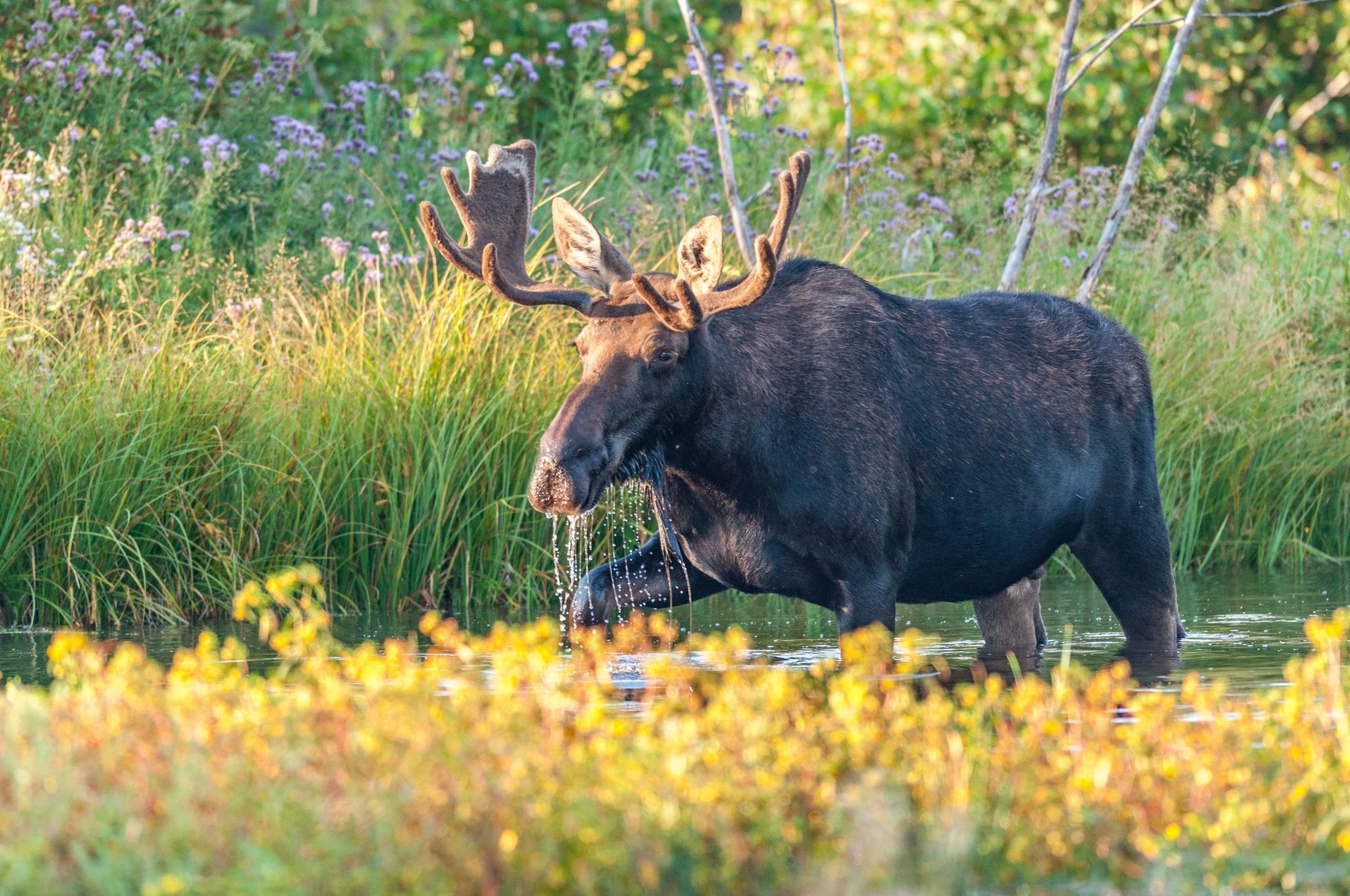 Apply Now for Maine’s 2018 Moose Permit Lottery!