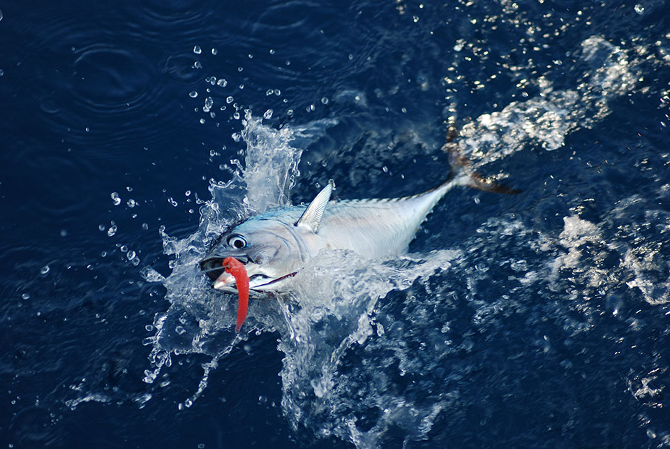 Maine Saltwater Fishing Charters